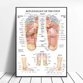 C335 Анатомия Рефлексология на акупунктурите на краката Диаграма Точка Платно Живопис Плакат Отпечатъци Стена Картина Изкуство Living Начало Стая Декор